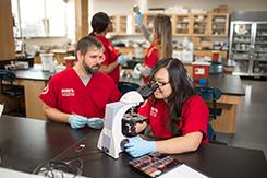 Allied Health Sciences students work in lab